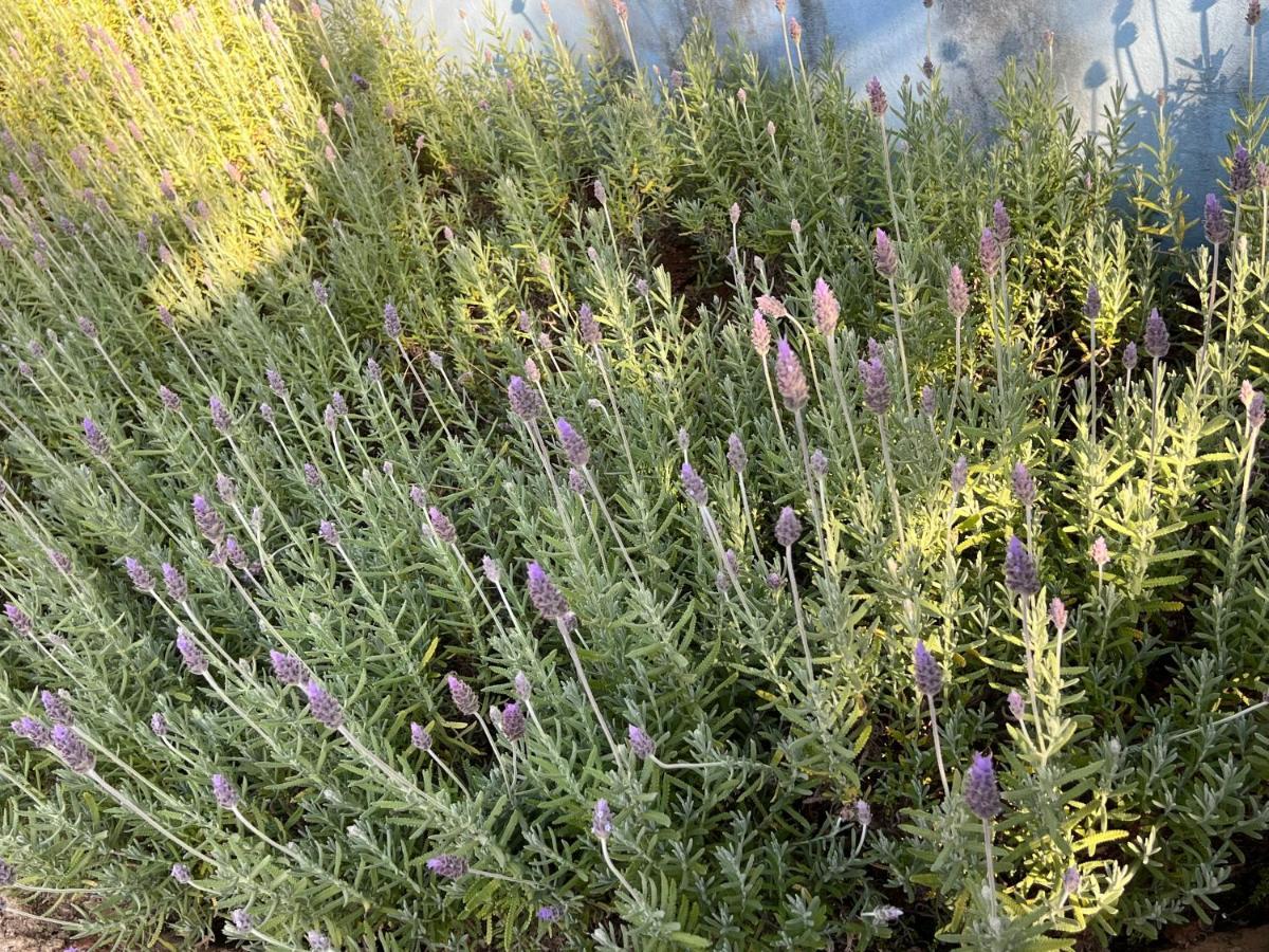Pousada Cheiro Da Terra Кунья Экстерьер фото